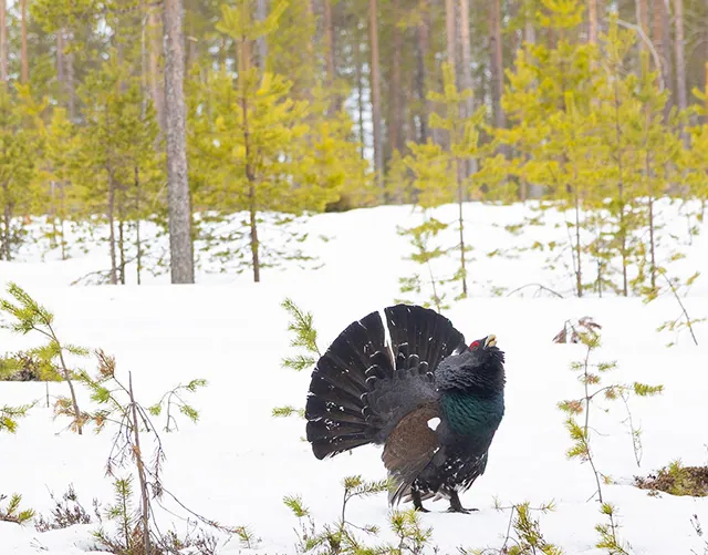 Finland wildlife photography