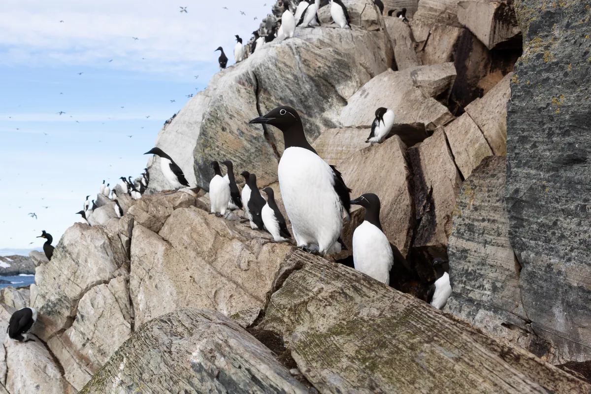 Varanger wildlife photography