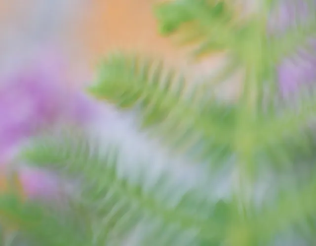 Lines and Colors wildlife photography