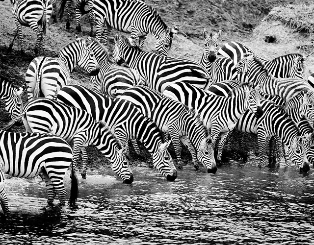 Black and White wildlife photography