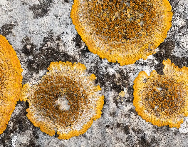 Lichens wildlife photography